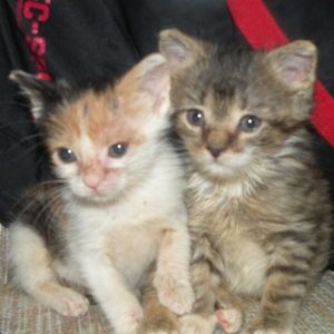 Meet your Posher, Kim